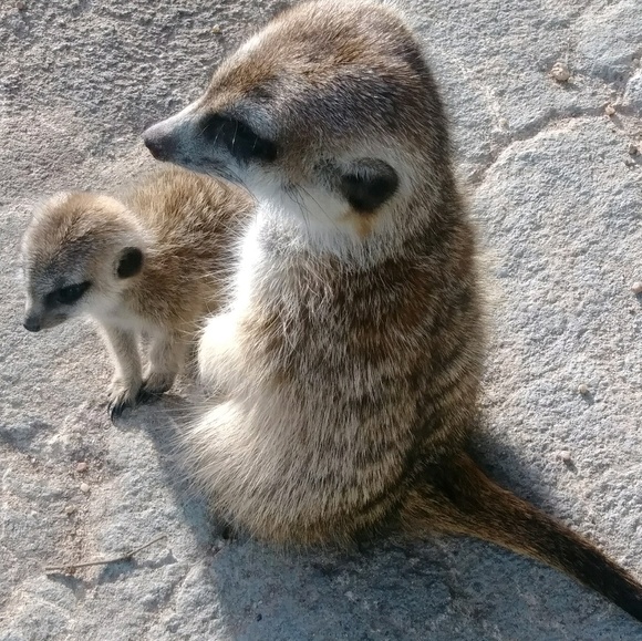 Meet your Posher, Savy - Picture 1 of 1